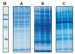 Quantitative isolation of protein from a variety of sample types using the NucleoSpin RNA/Protein