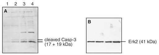 Treatment of a carcinoma cell line with a DNA damaging agent induces apoptosis