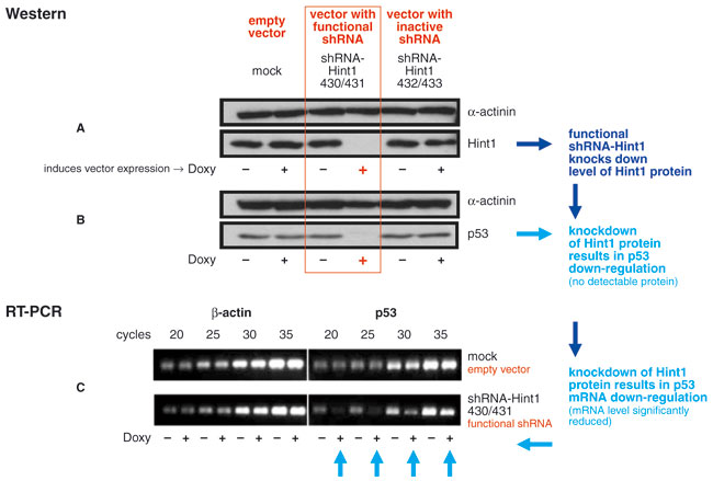 shRNA-mediated knockdown of Hint1 induces commensurate reductions in p53 protein and mRNA levels