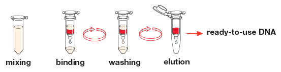 The NucleoSpin Plasma XS procedure