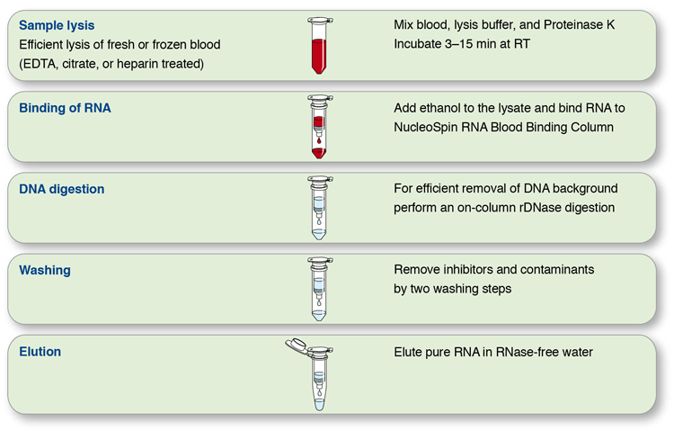 The NucleoSpin RNA Blood procedure