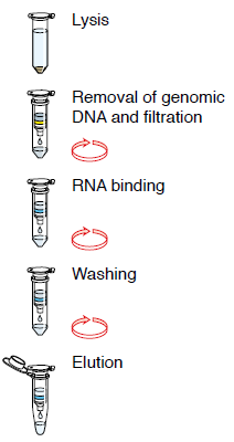 NucleoSpin RNA Plus protocol schematic