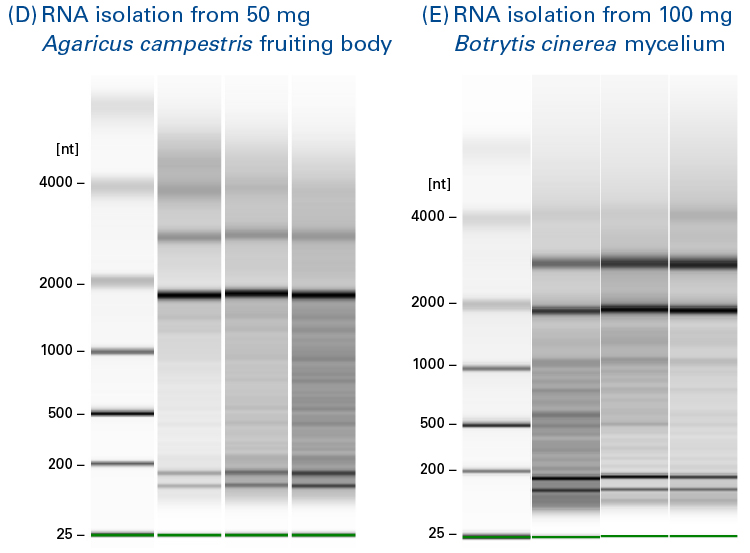 NucleoSpin RNA fungi