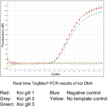 Isolation of genomic DNA from koi