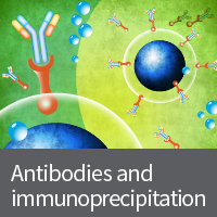 Antibodies and immunoprecipitation products