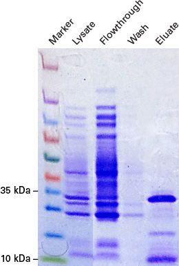 Tandem purification of 6xhis-tagged proteins.