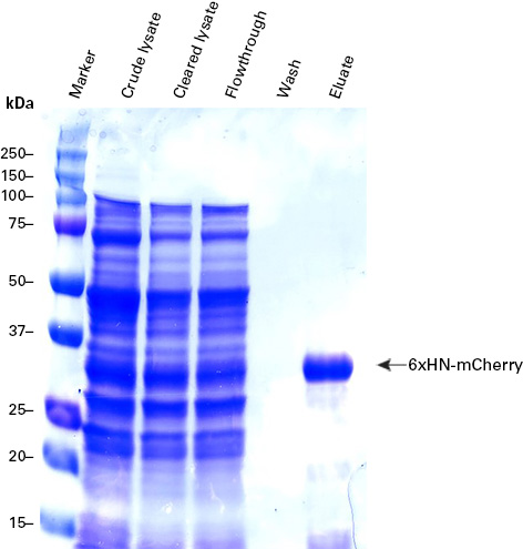 6xHN-mCherry purification with Capturem His-Tagged Purification Large Volume