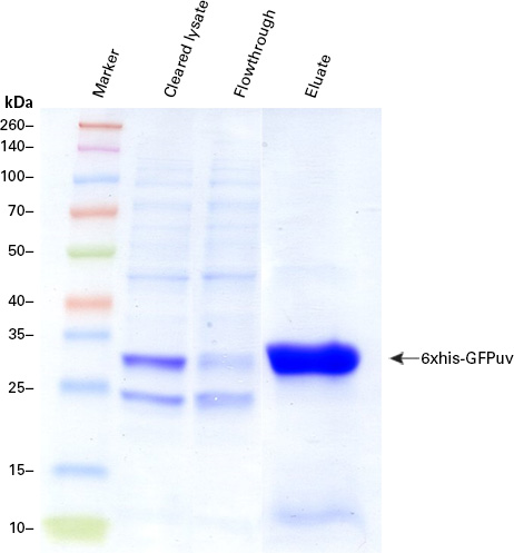 Purification of 6xhis-GFPuv using a Capturem His Tagged Purification Large Volume Unit