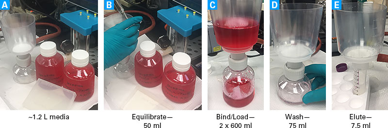 Purification of secreted his-tagged Metridia luciferase