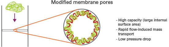 Modified membrane pores