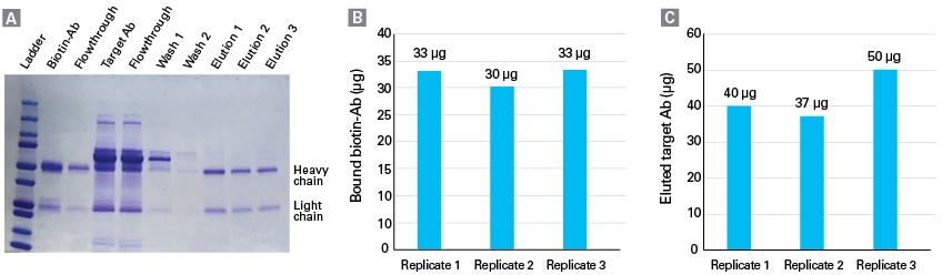 Successive capture of an antibody using Capturem Streptavidin