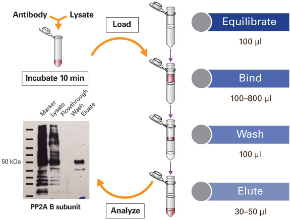 IP of PP2A B with Capturem Protein A columns