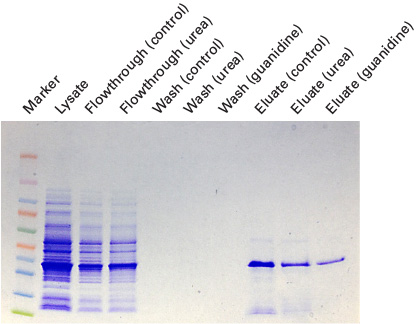 Comparison of protein purification under native and denaturing conditions