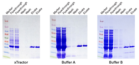 Compatibility with choice of cell lysis system