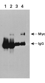 Co-immunoprecipitation detection using c-Myc monoclonal antibody