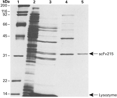 Figure 3. Single-chain antibody purification with thiophilic resin.