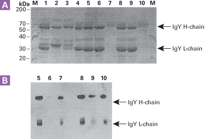 Figure 4. Purification of IgY from chicken egg using thiophilic resin. Panel A.