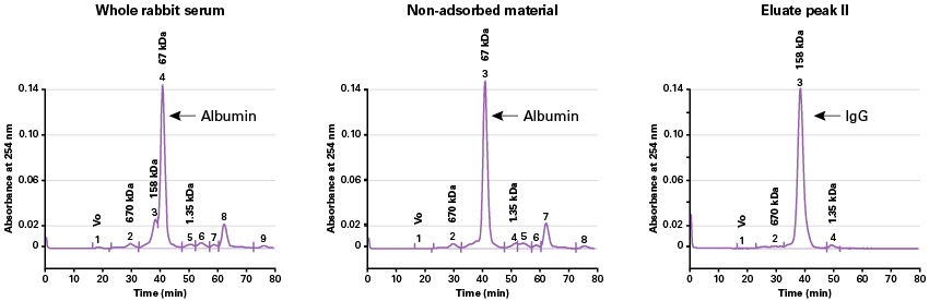 Figure 6. Analysis of purified IgG fractions.