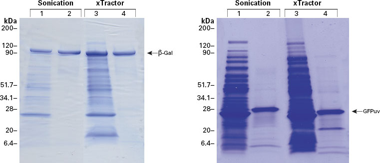 Improved recovery of β-galactosidase and GFPuv when using xTractor buffer instead of sonication.