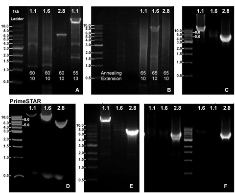 Gel electrophoresis of PCR products from long-range PCR.