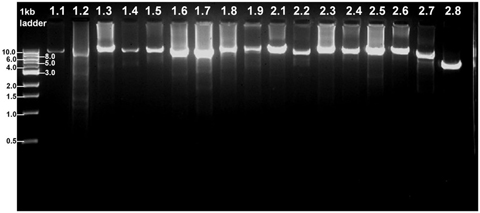 Long-range PCR products for targeted sequencing analysis