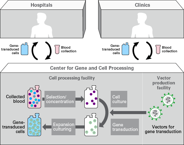 Cell processing workflow