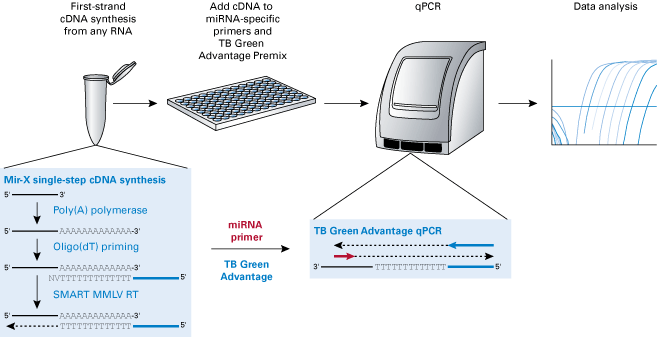 Mir-X workflow