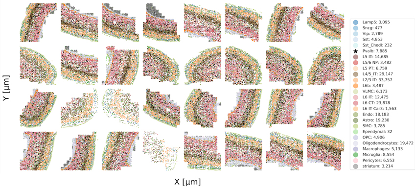 MERFISH and SMART-Seq analysis of MOp slices