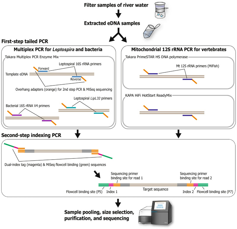 Library preparation procedure for metabarcoding sequencing based on a two-step tailed PCR