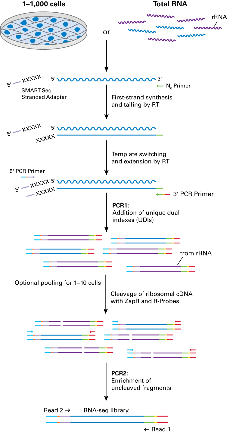 Schematic of workflow for SMART-Seq Total RNA-Seq Single Cell (ZapR Mammalian)