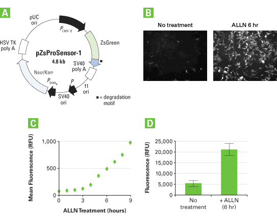 Measuring proteasome activity in living cells