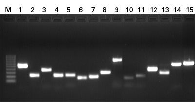 Confirming the pluripotent status of an  mES culture