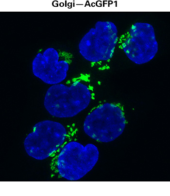 The golgi apparatus of HCT116 cells visualized using recombinant lentivirus (Cat. No. 0015 VCT rLV.EF1.AcGFP1-Golgi-9) expressing AcGFP1 fluorescent protein fused to the N-terminal 81 amino acids of human β 1,4-galactosyltransferase, which contains a membrane-anchoring signal peptide