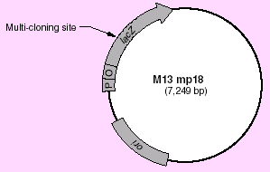 M13 mp18 RF DNA Vector Map