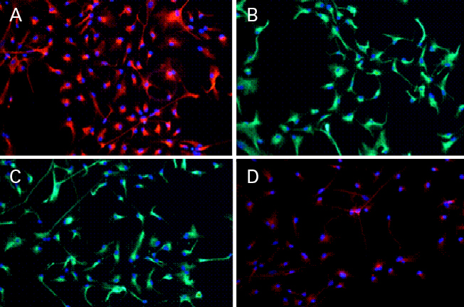 Adherent human neural stem cells cultured in RHB-A medium supplemented with epidermal growth factor and fibroblast growth factor-2 express neural stem cell markers