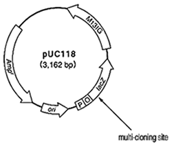 pUC118 Hinc II / BAPpUC118 DNA (BAP-treated) is a useful blunt-end cloning vector, prepared by cleavage with Hinc II, then dephosphorylated by alkaline phosphatase purified from E. coli