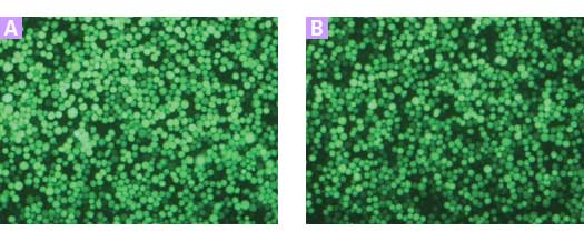 Insect cells express N- and C-tagged Aequorea coerulescens green fluorescent protein (AcGFP1)