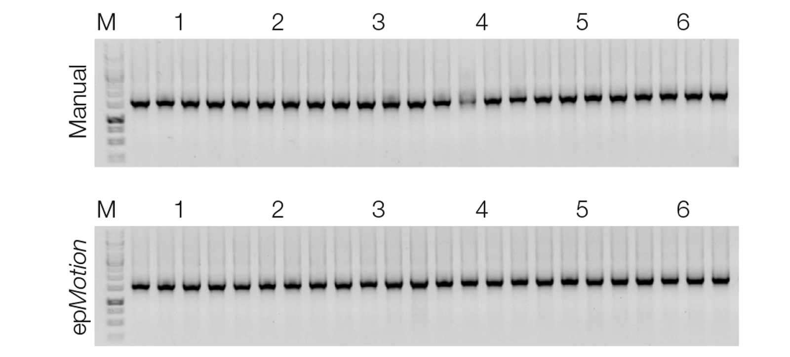 Consistently excellent PCR performance with NucleoSpin 96 DNA Stool.