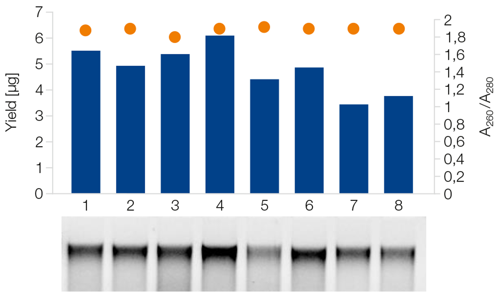 High-quality DNA from rat stool samples processed using NucleoSpin 96 DNA Stool.