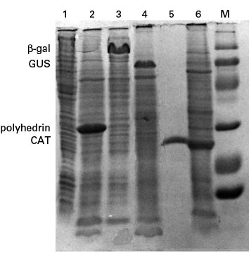 Protein production from recombinant viruses generated using the BacPAK Baculovirus Expression System