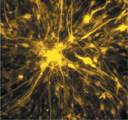 Adeno-X adenovirus expressing DsRed-Express delivered to primary neural cells