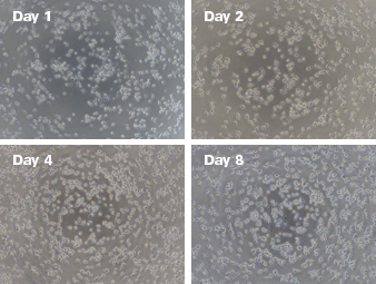 Cellartis microglia morphology in culture