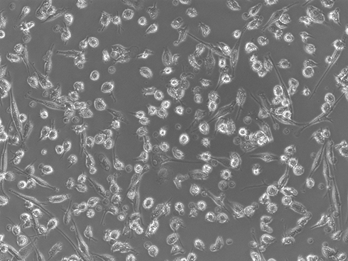 Cellartis microglia morphology