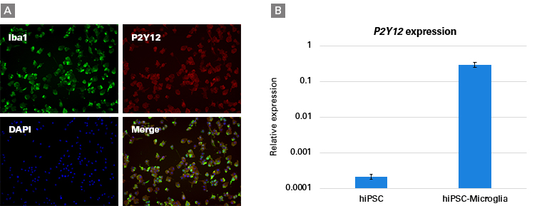 Expression of microglia-specific markers, Iba1 and P2Y12