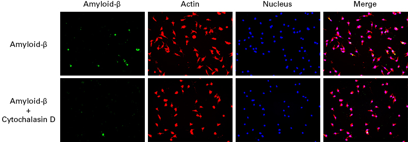 Cellartis microglia display phagocytosis of amyloid-beta