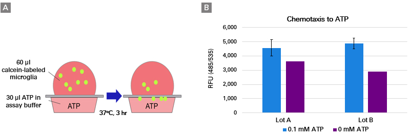 Cellartis microglia show chemotaxic response to ATP