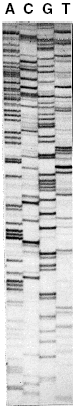 Sequencing data from a BAC clone (163-kb insert) purified using the NucleoBond BAC 100 kit