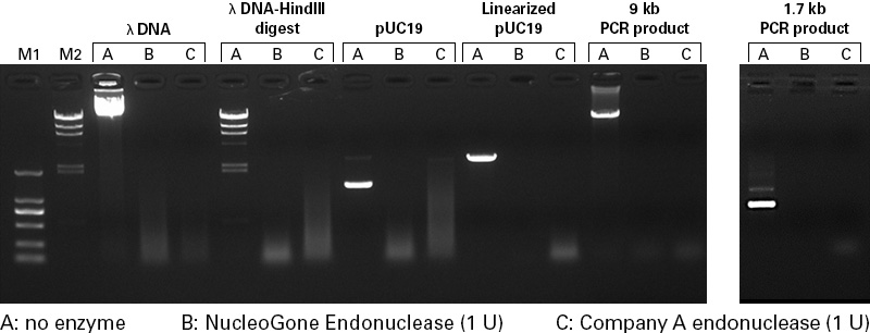 NucleoGone Endonuclease activity compared to Company A's endonuclease