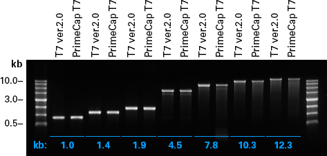 Evaluation of in vitro-transcribed mRNA produced with PrimeCap T7 RNA Polymerase (low dsRNA) using different template lengths