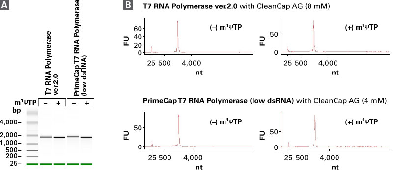 Quality of in vitro-transcribed mRNAs produced with PrimeCap T7 RNA Polymerase (low dsRNA)